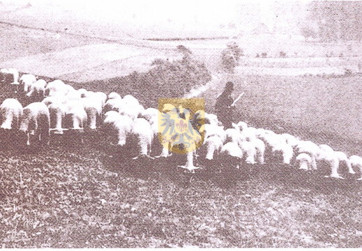 BEERTSENHOVEN 040