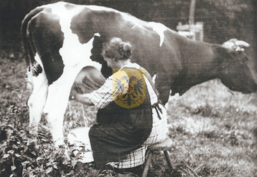 HAASSTAD 014