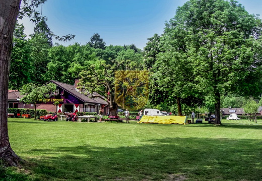 HAASSTAD 035 camping gele anemoon
