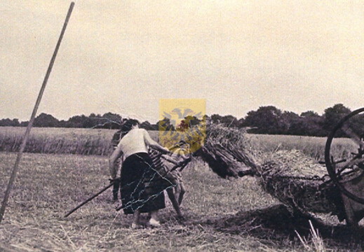 BEERTSENHOVEN 036