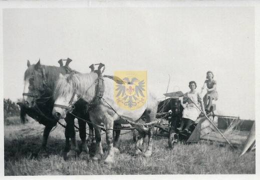 016 Blankenberg-Berghof maria huijnen op de zelfbinder 1940