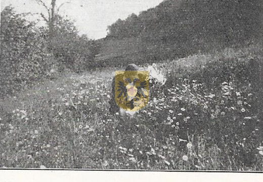 BEERTSENHOVEN 089 Dolsberg natuur 1935
