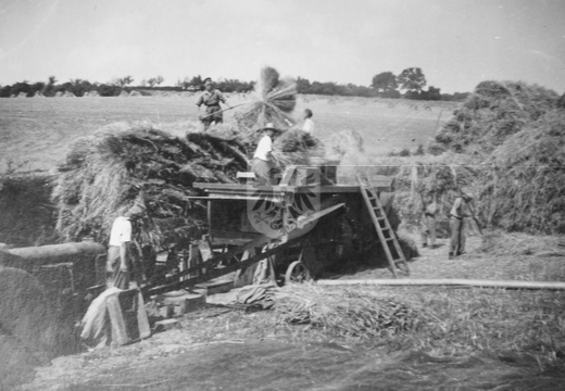 KASTEELHOEVE CARTILS 030 - graanoogst ca 1950