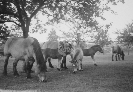 KASTEELHOEVE CARTILS 013 - paarden in de huisweide