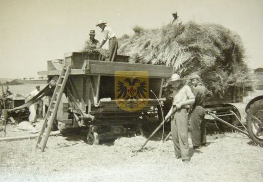 KASTEELHOEVE CARTILS 031 - graanoogst ca 1954