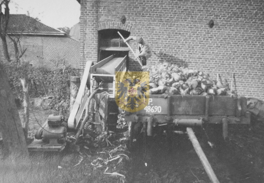 KASTEELHOEVE CARTILS 011 - voederbieten koeienstal ca 1954
