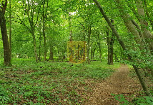 Agnessebergbos