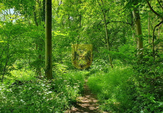 Agnessebergbos