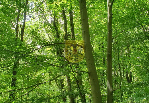 Agnessebergbos